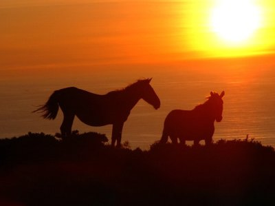 two%20horses%20and%20sunset.bmp